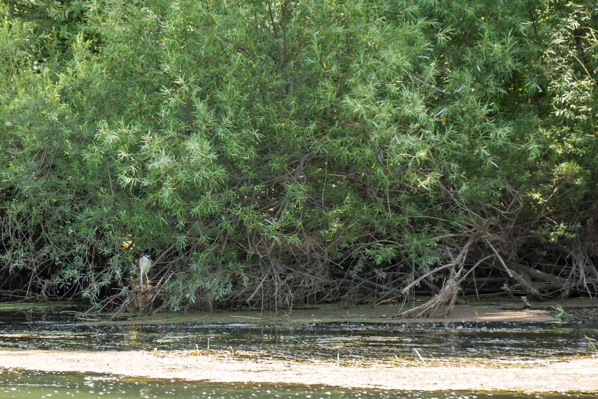 Black-crowned Night Heron - ML460697501