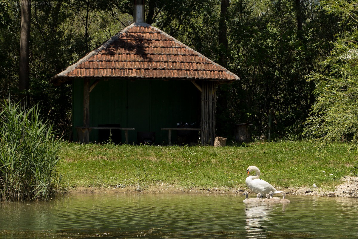 Mute Swan - ML460697521
