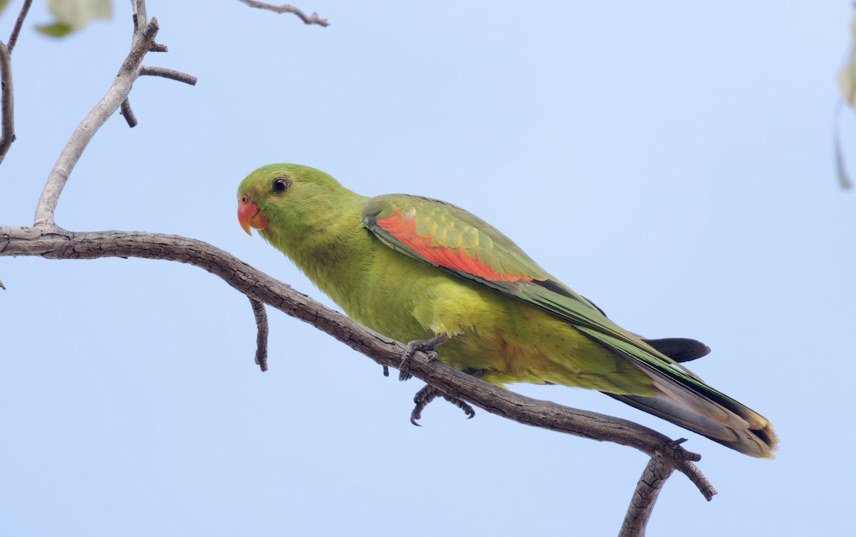 Red-winged Parrot - ML460698271