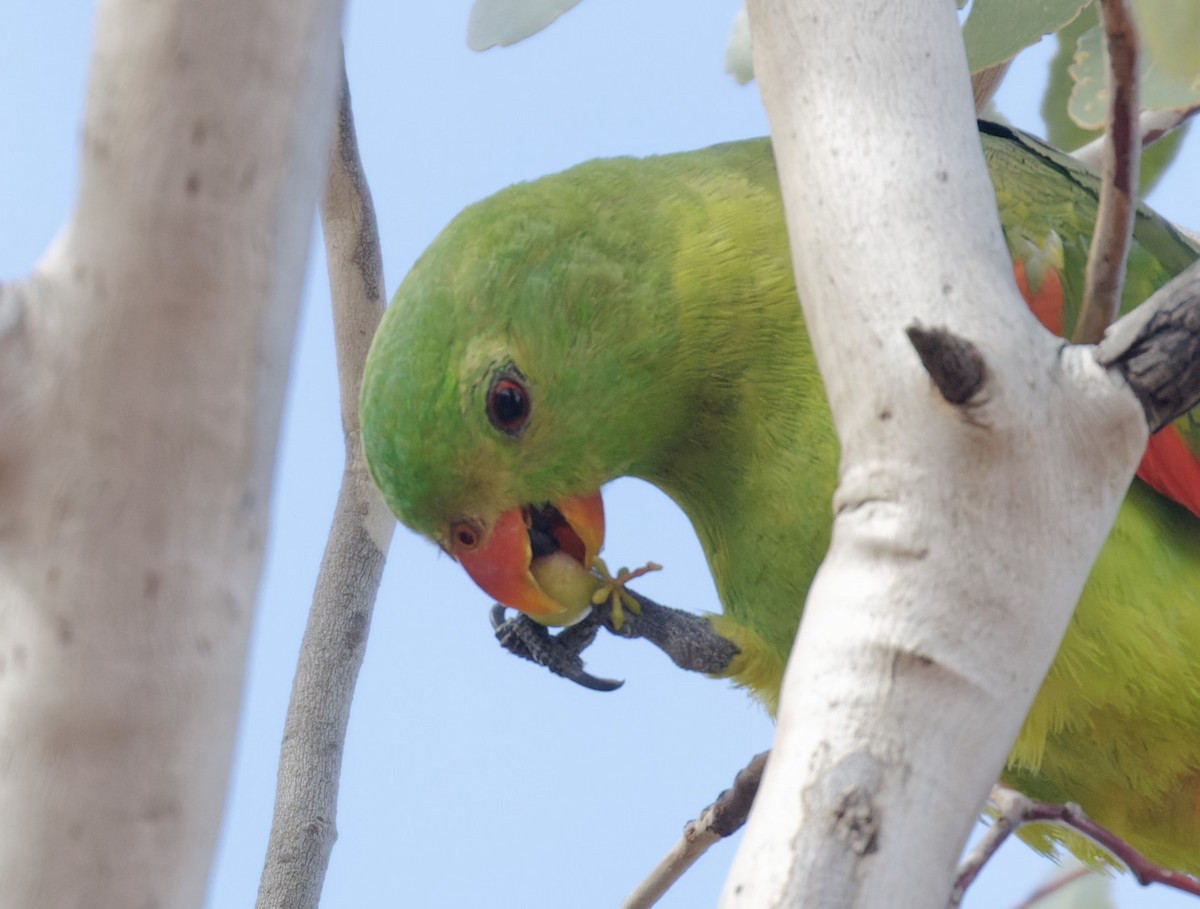 Red-winged Parrot - ML460698281