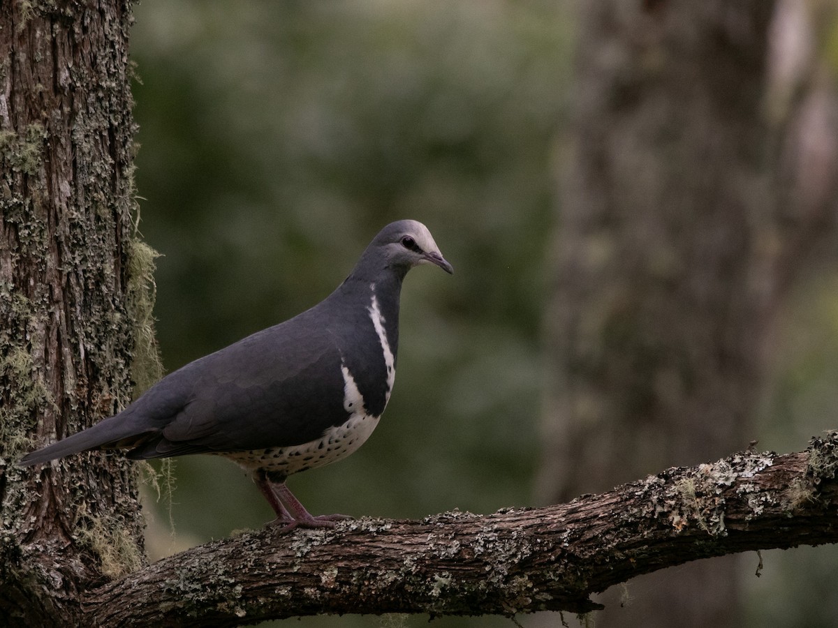 Wonga Pigeon - Heath Milne