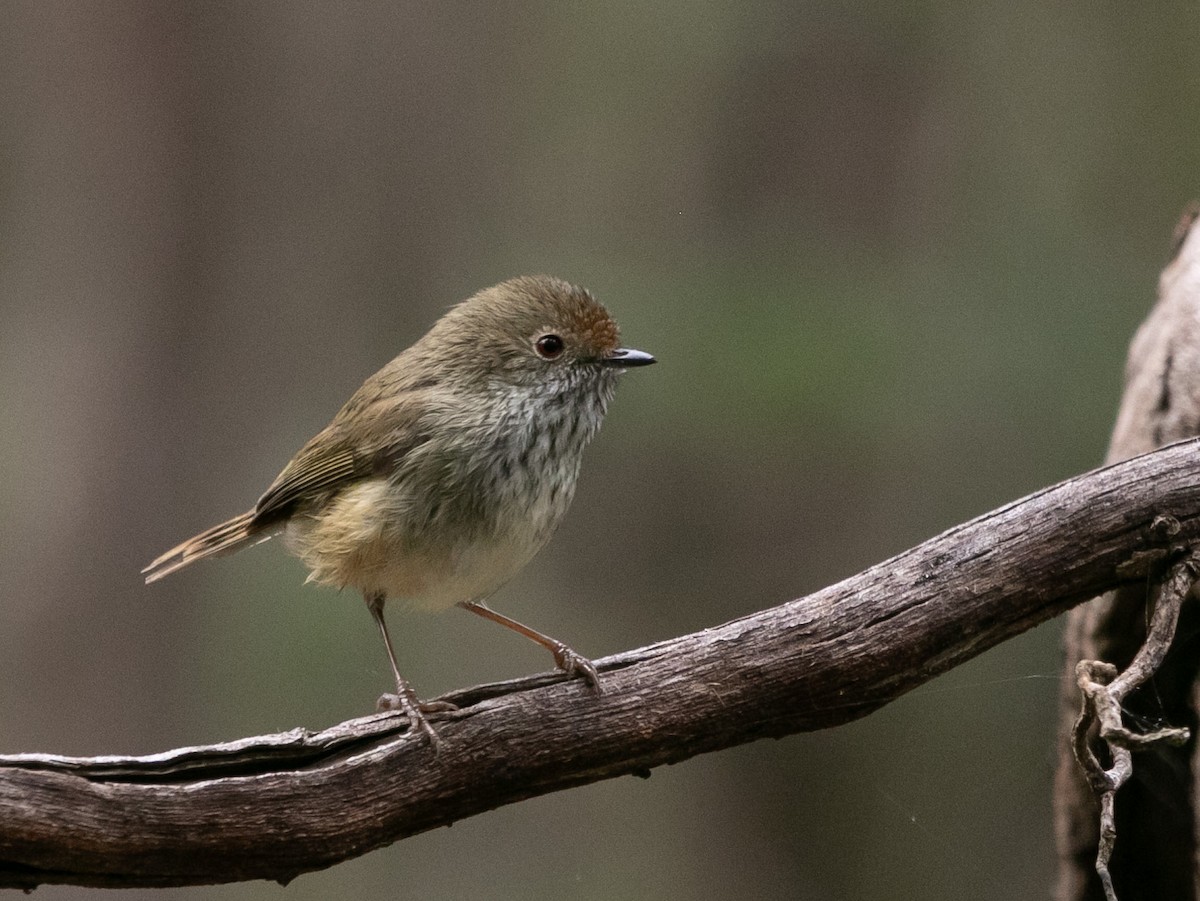 Brown Thornbill - Heath Milne