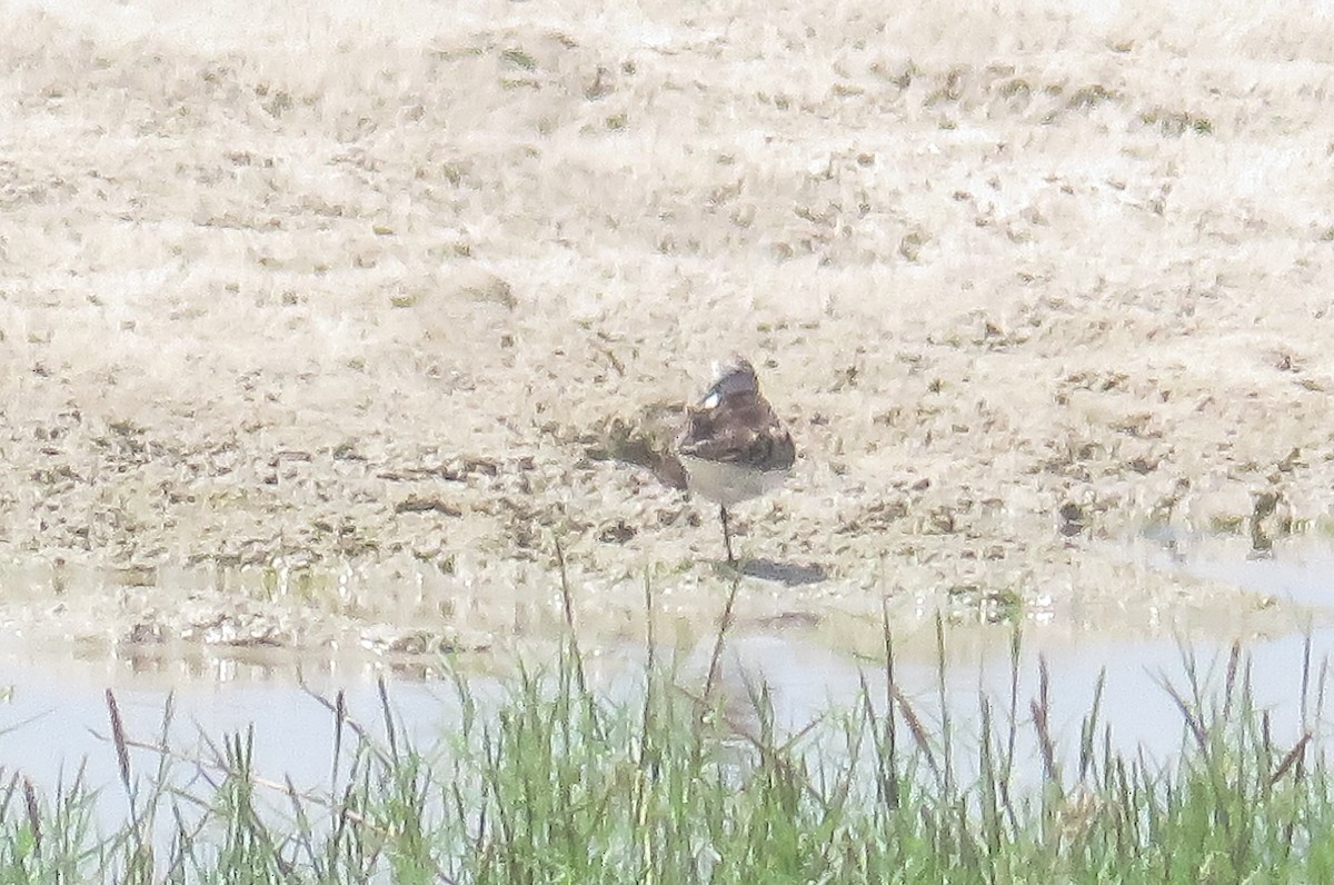 Long-toed Stint - ML460699301