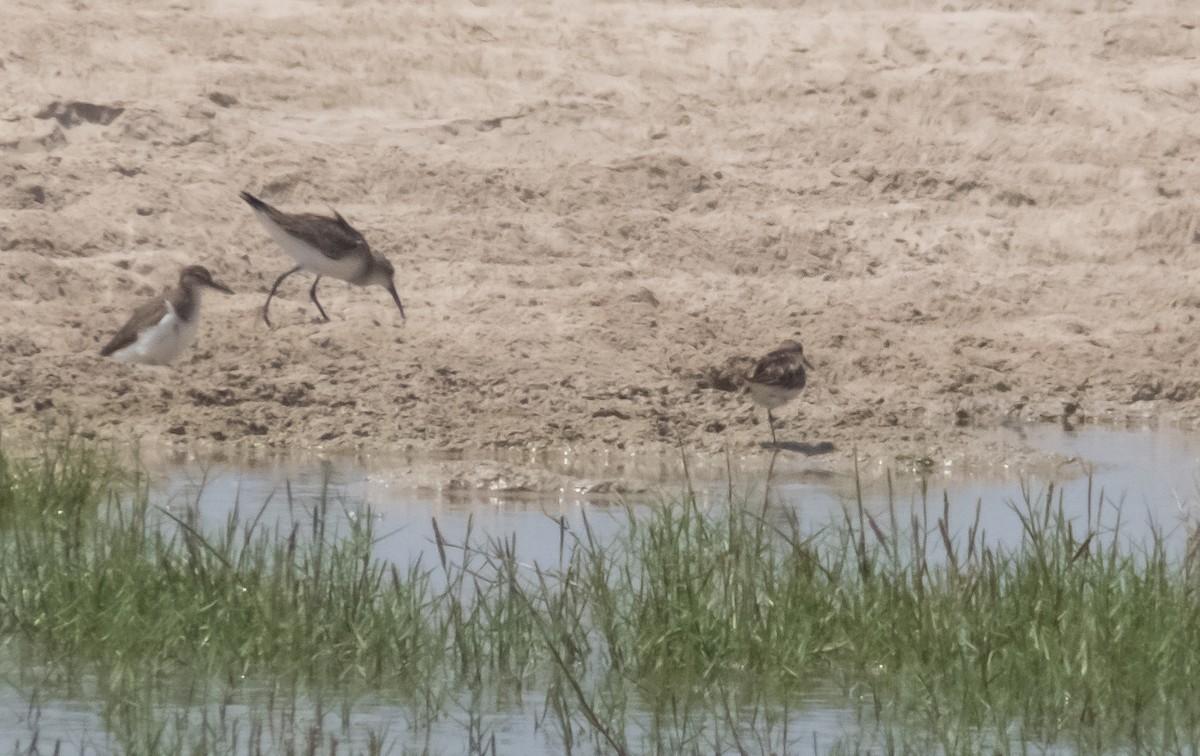 Langzehen-Strandläufer - ML460699311