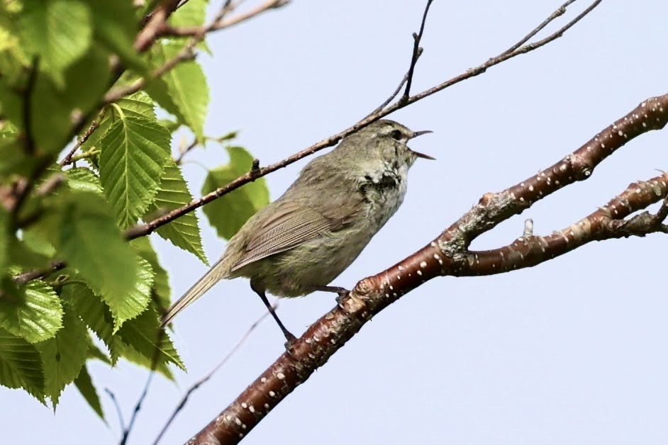 Japanese Bush Warbler - H I