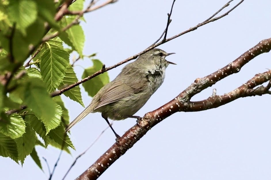 Japanese Bush Warbler - ML460699321