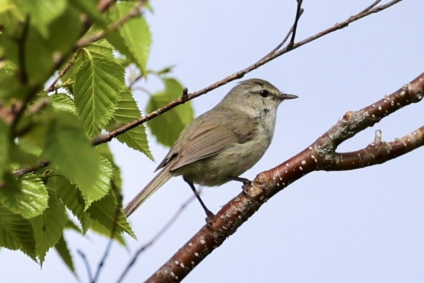 Japanese Bush Warbler - ML460699331