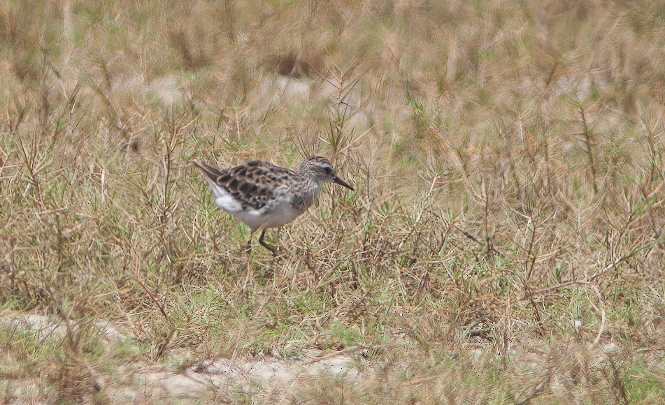 Long-toed Stint - ML460699891