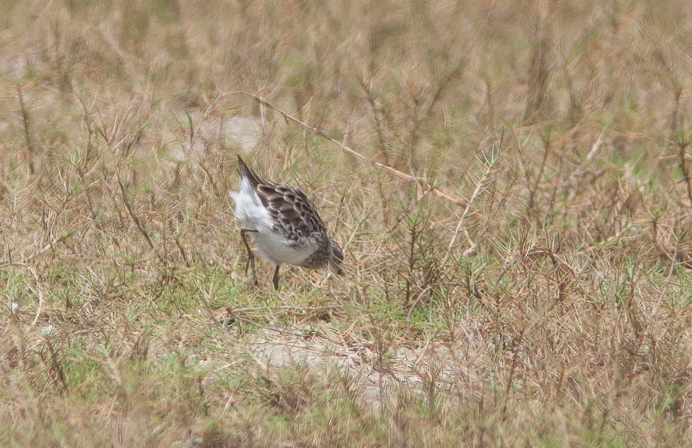 Long-toed Stint - ML460699901