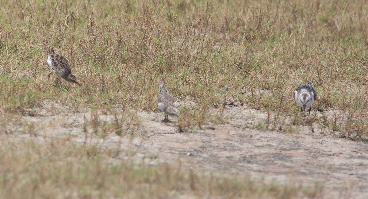 Long-toed Stint - ML460699911