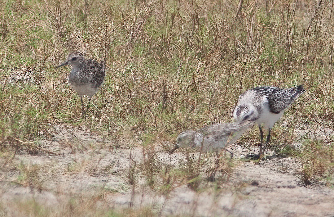 langtåsnipe - ML460699921