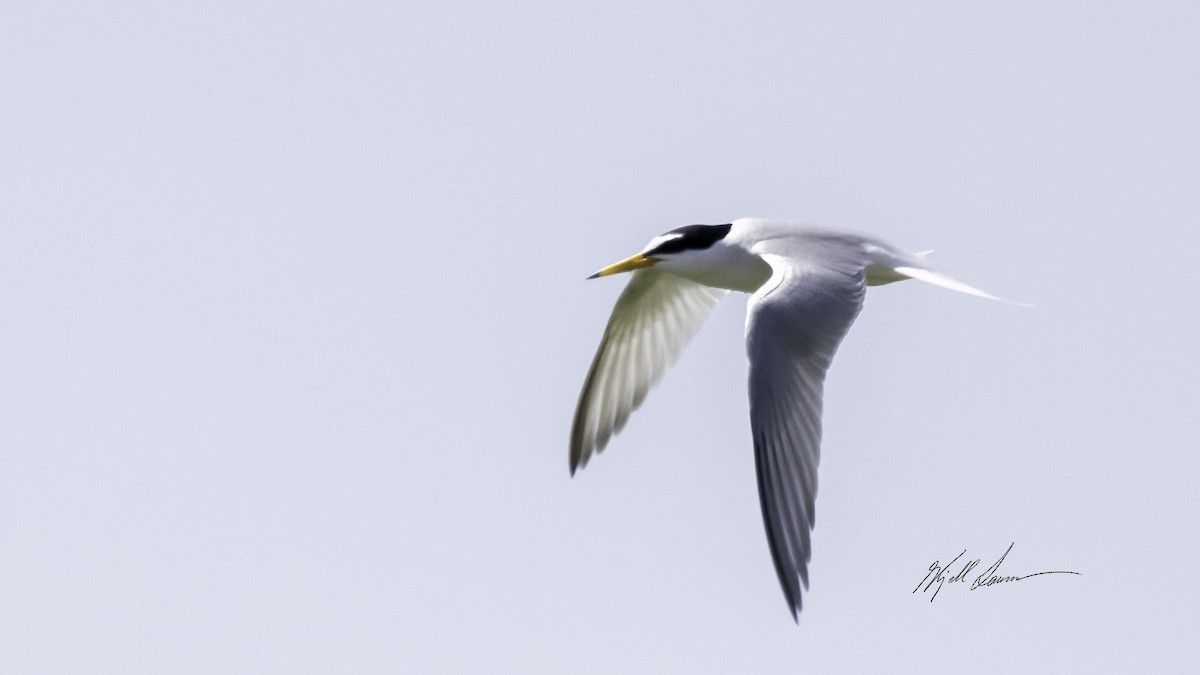 Little Tern - ML460700091