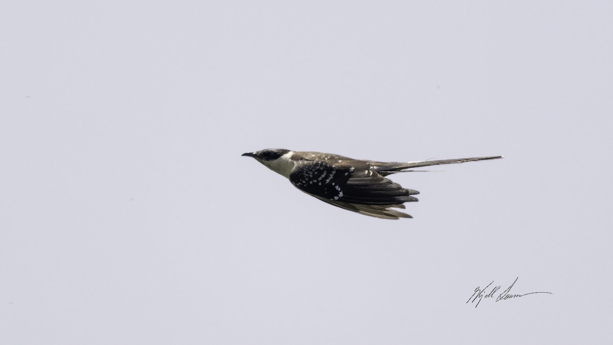 Great Spotted Cuckoo - ML460700181