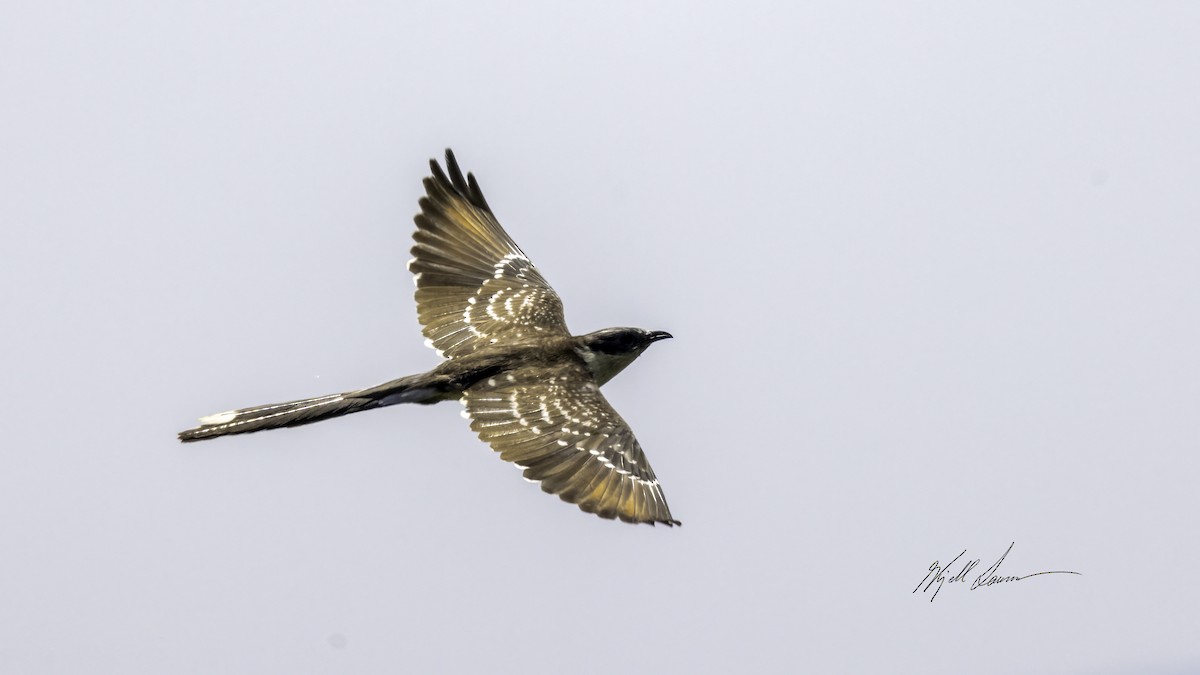 Great Spotted Cuckoo - ML460700201