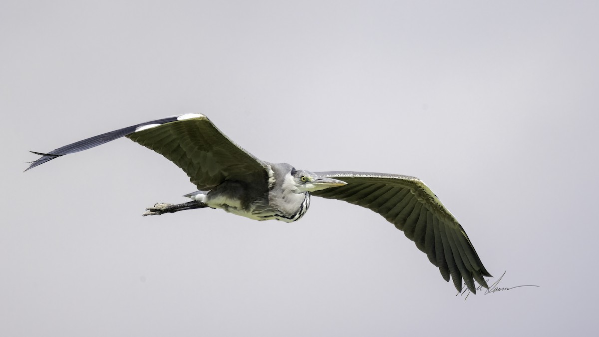 Gray Heron - Kjell Larsen