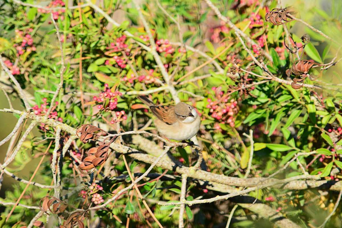 pěnice hnědokřídlá - ML460700781