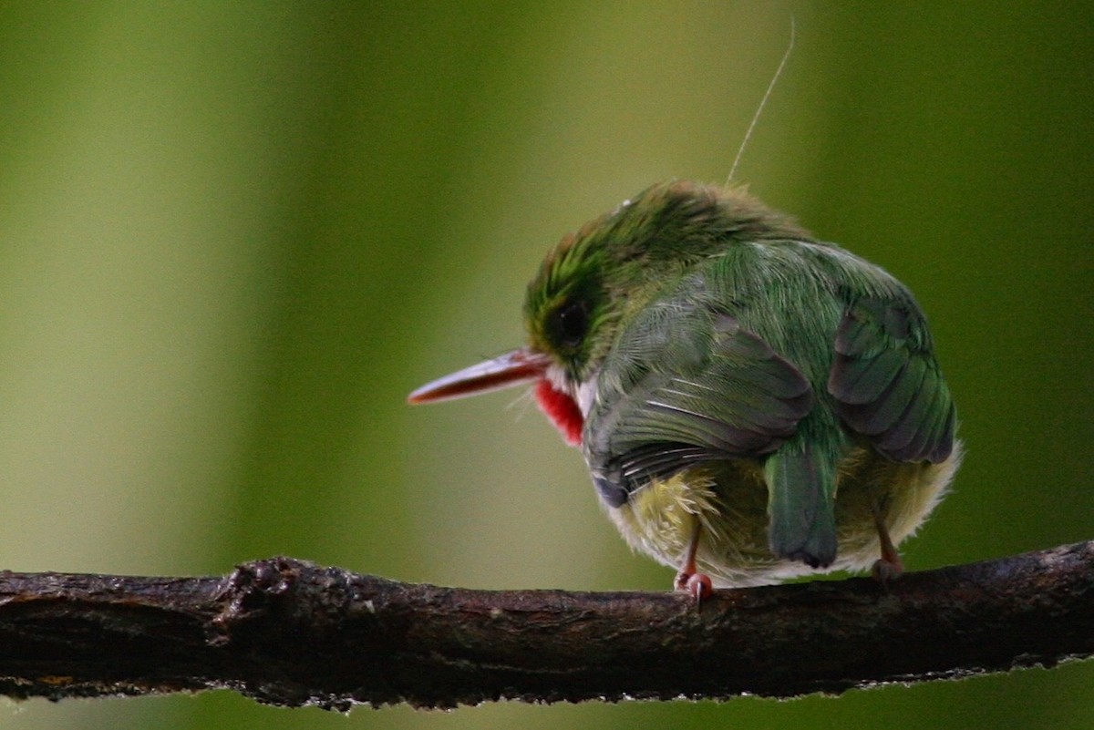 Puerto Rican Tody - Peter Hosner