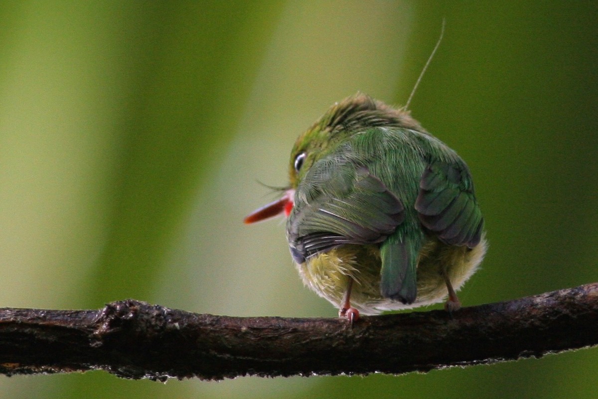 Puerto Rican Tody - ML460701971