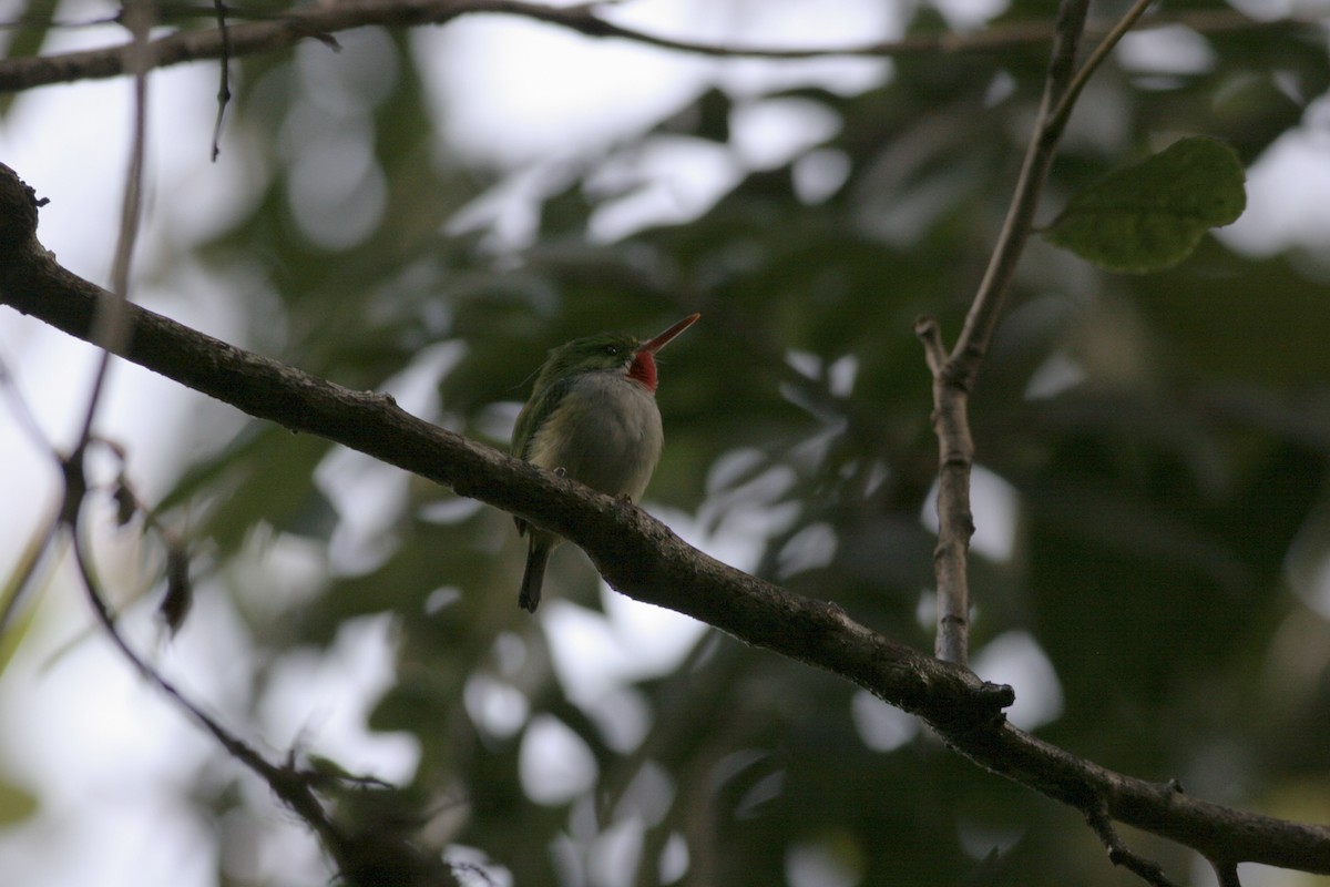 Puerto Rican Tody - ML460701991