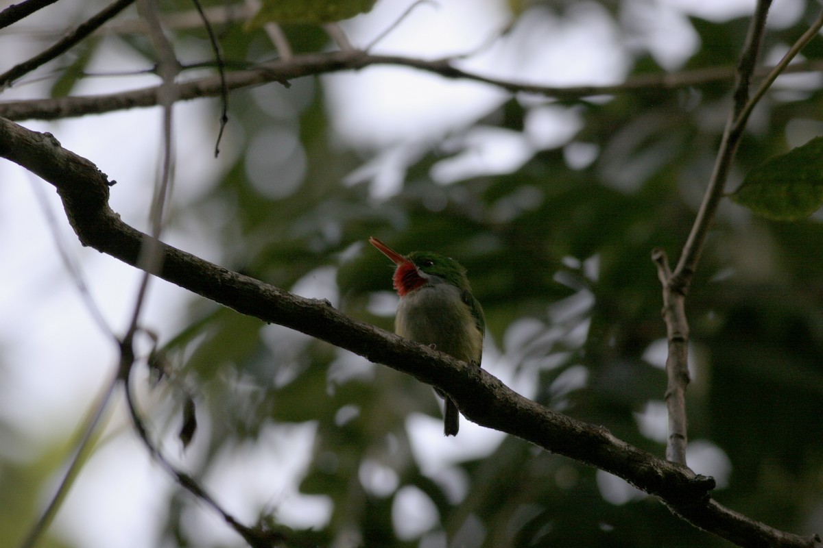 Puerto Rican Tody - ML460702001