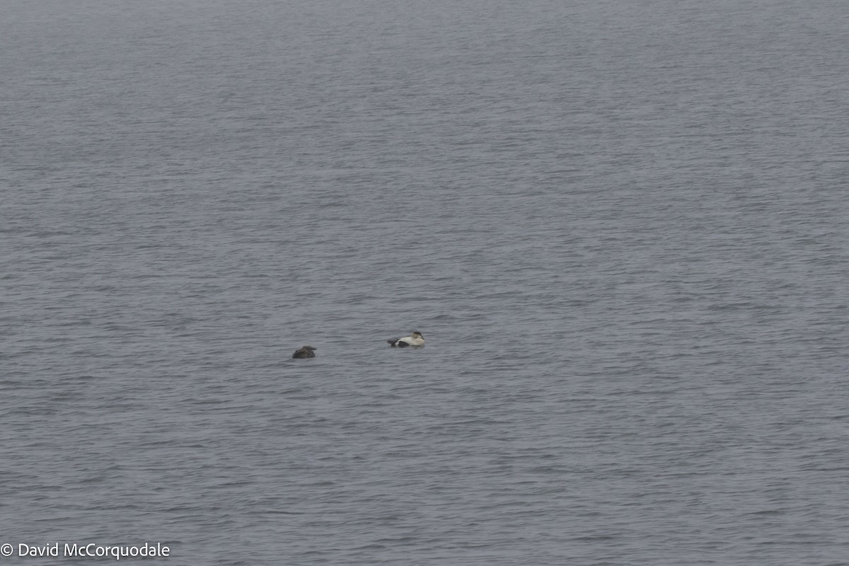 Common Eider - ML460702031