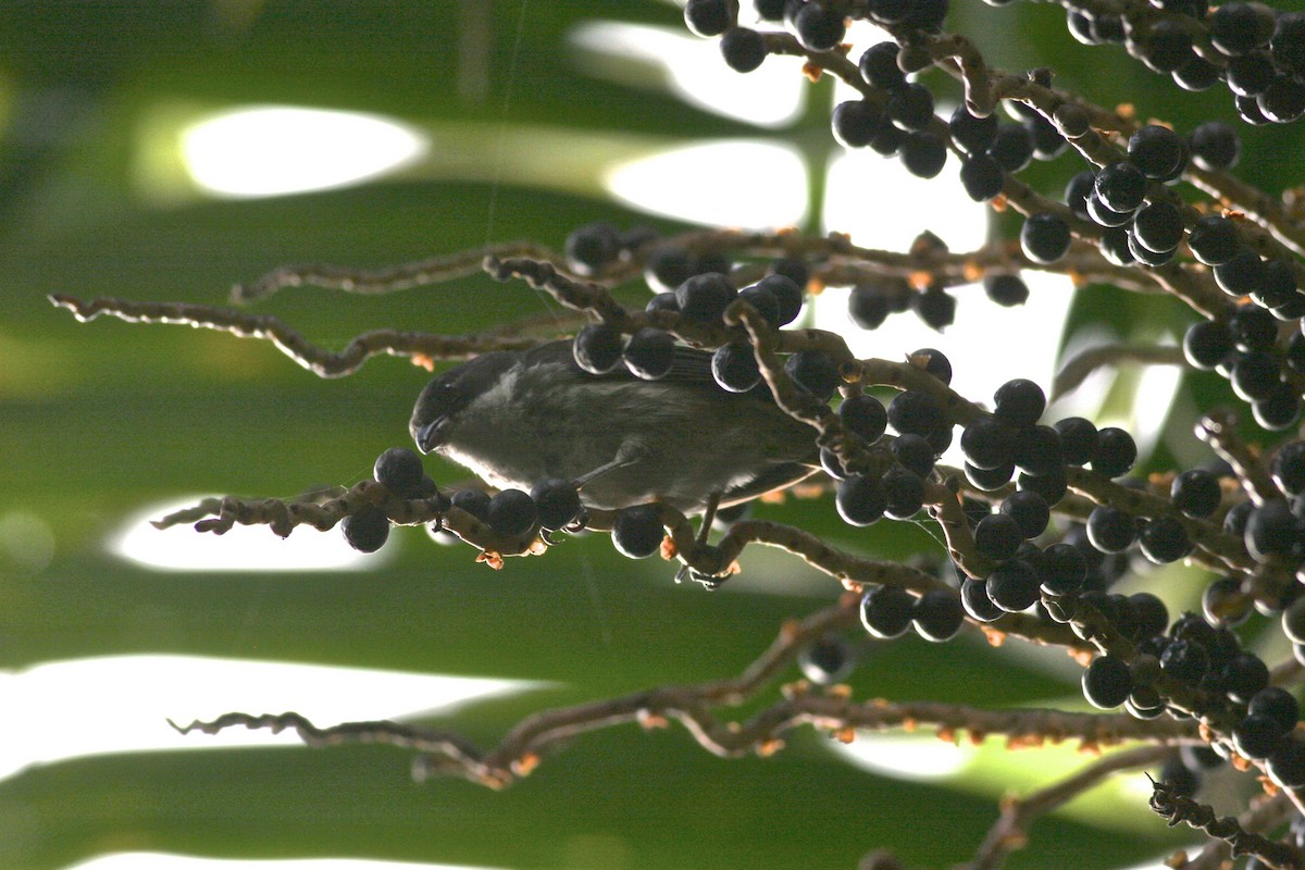 Puerto Rican Tanager - ML460702101