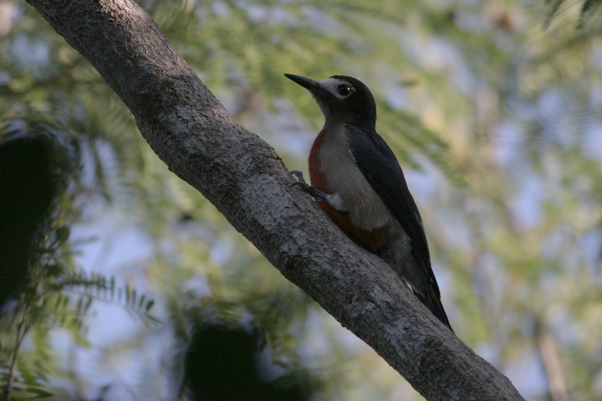 Puerto Rican Woodpecker - ML460703031