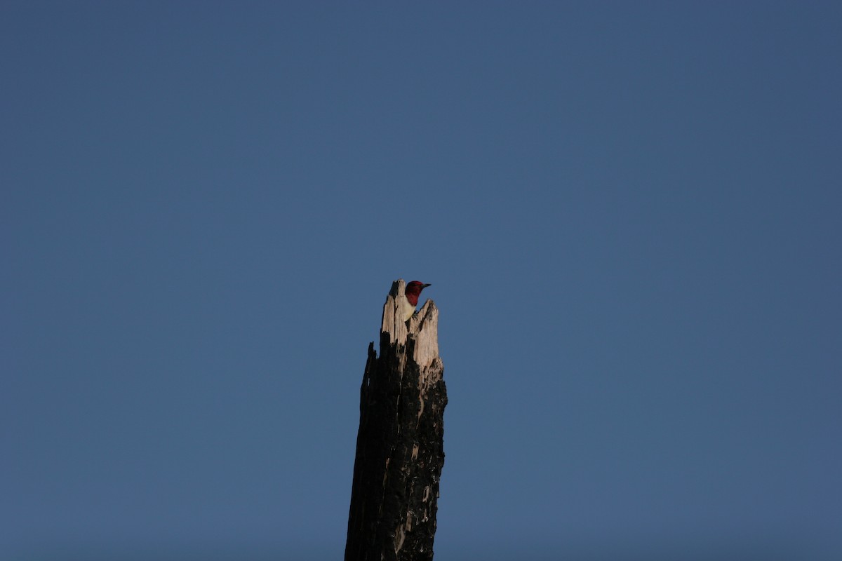 Red-headed Woodpecker - Peter Hosner