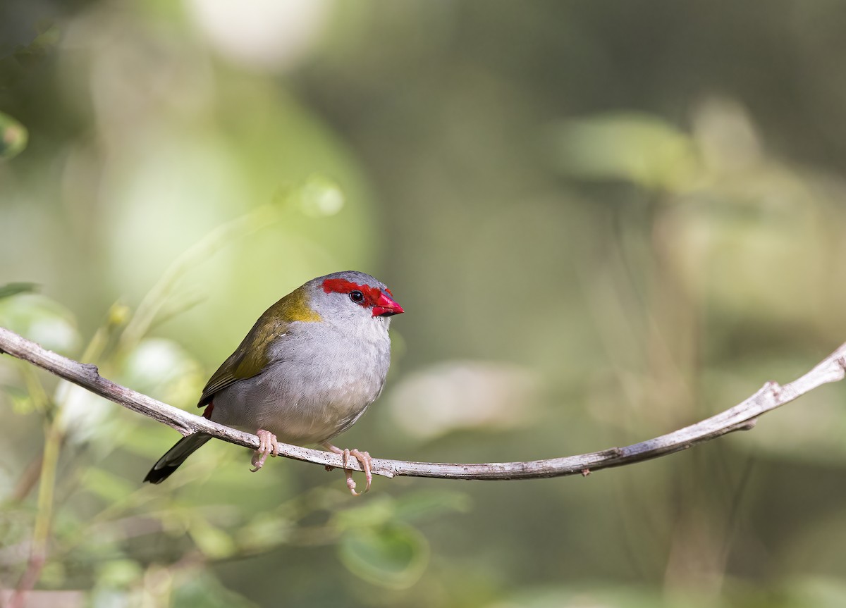 Red-browed Firetail - ML460703661