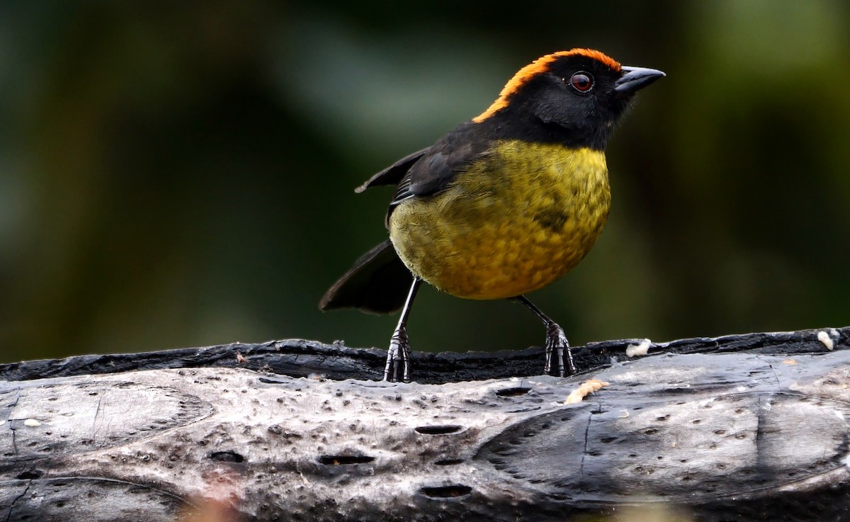 Black-faced Brushfinch - Josep del Hoyo