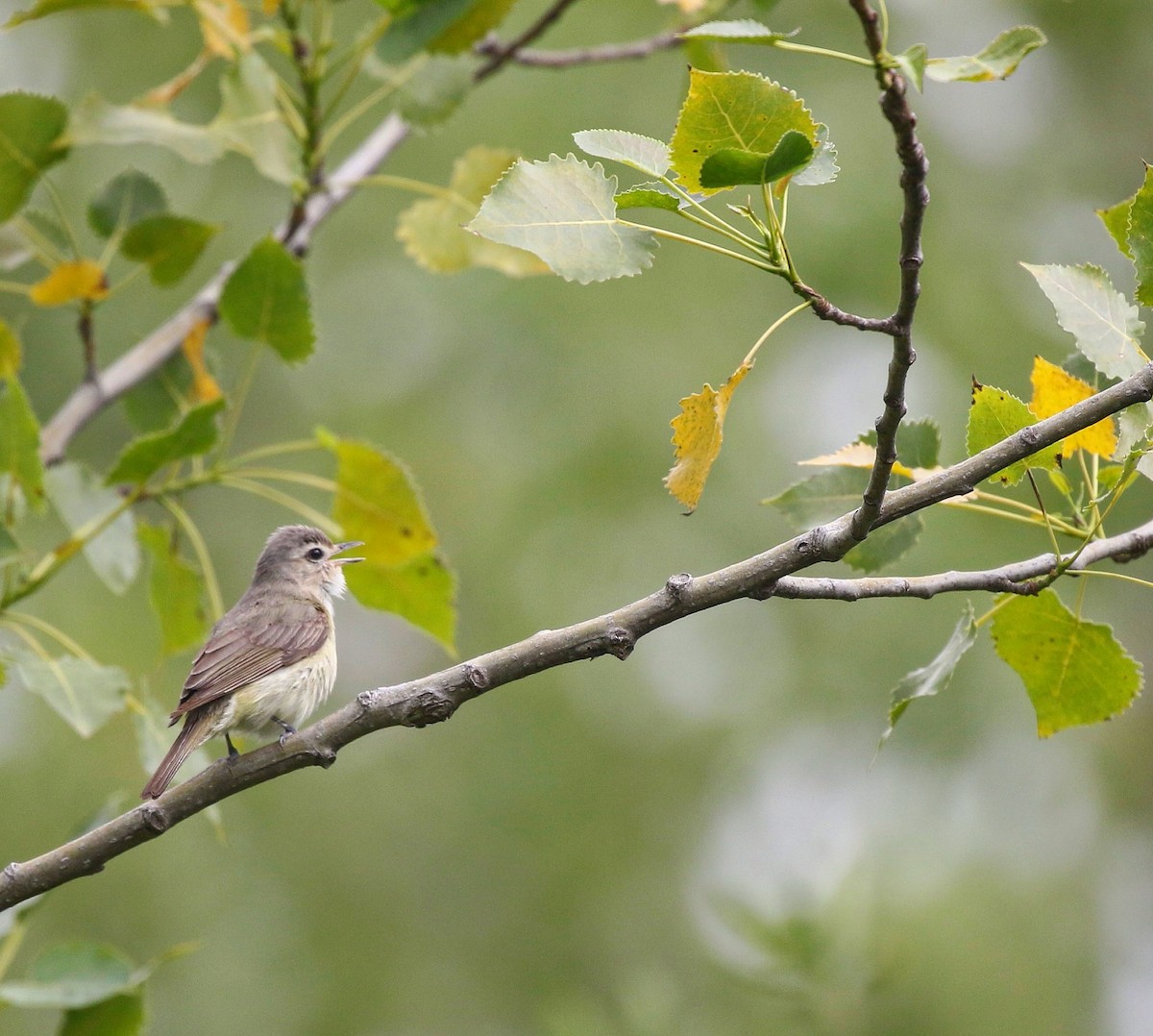 Vireo Gorjeador (gilvus) - ML460707111