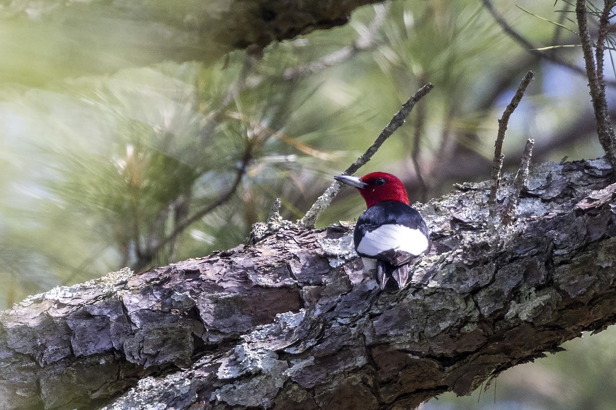 Red-headed Woodpecker - ML460708561
