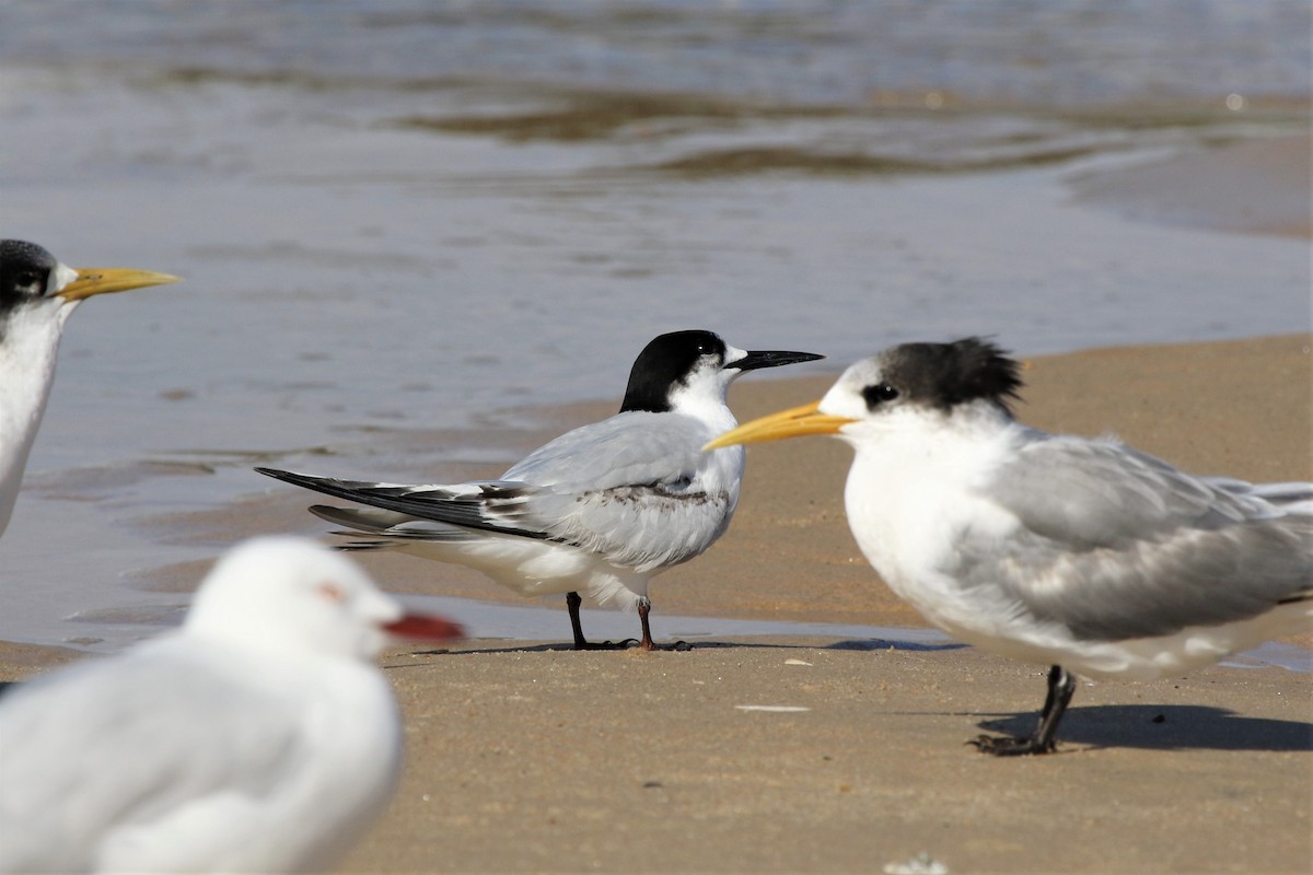 White-fronted Tern - ML460709801