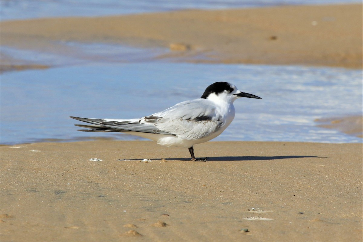 White-fronted Tern - ML460710641