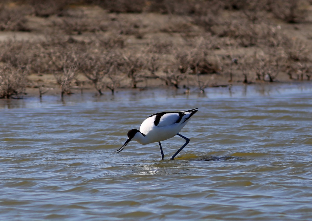 Pied Avocet - Rohan van Twest