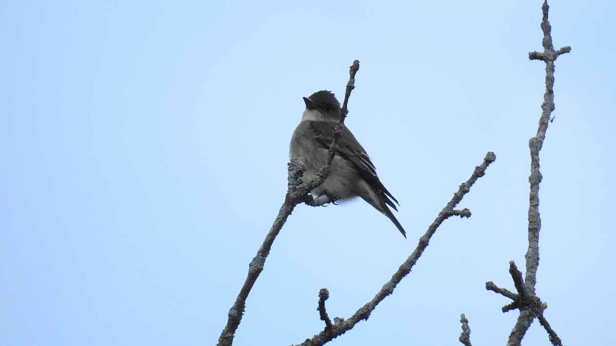 Olive-sided Flycatcher - Desmond J MacNeal