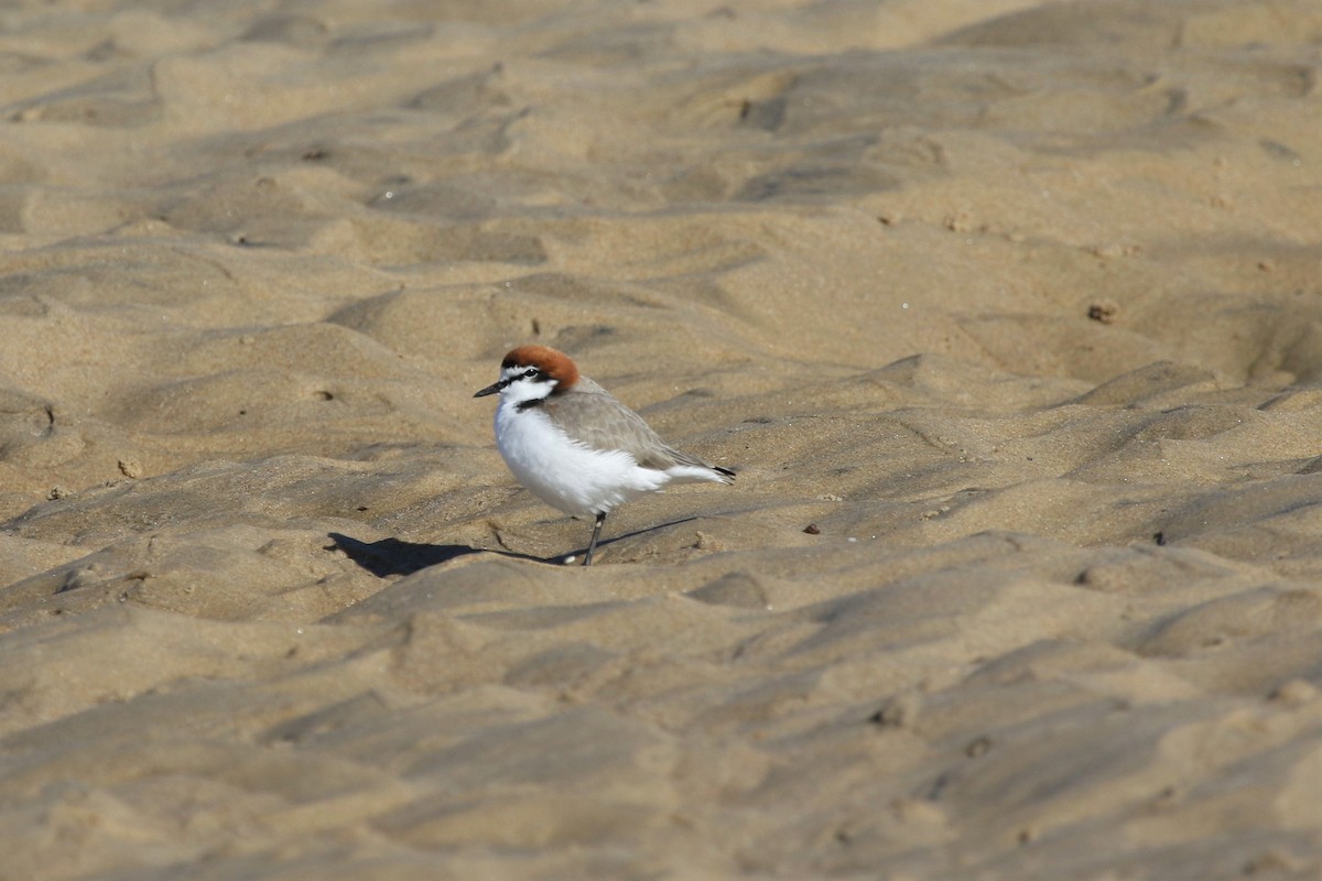 Red-capped Plover - ML460712051