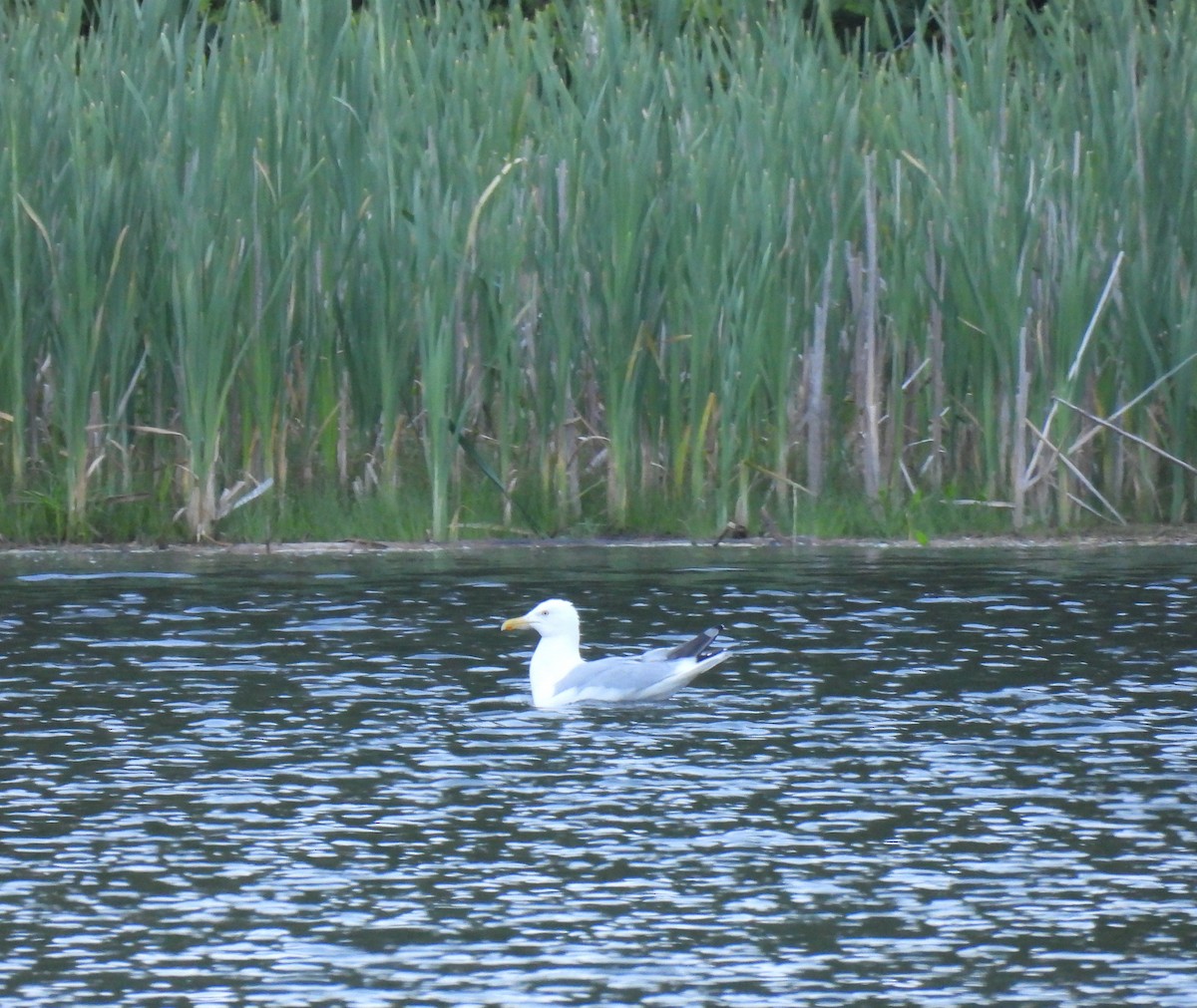 American Herring Gull - ML460716741