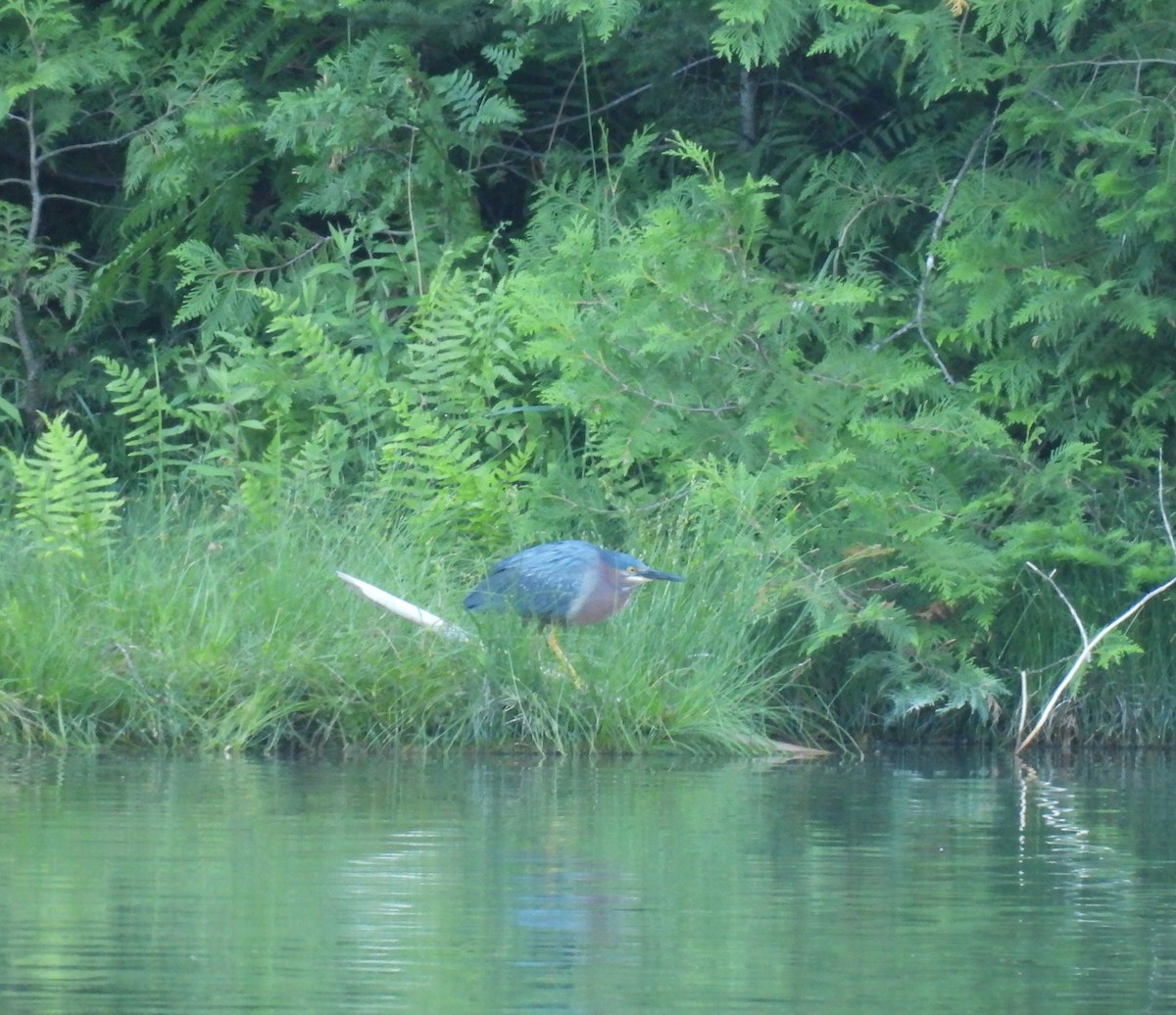 Green Heron - ML460716821
