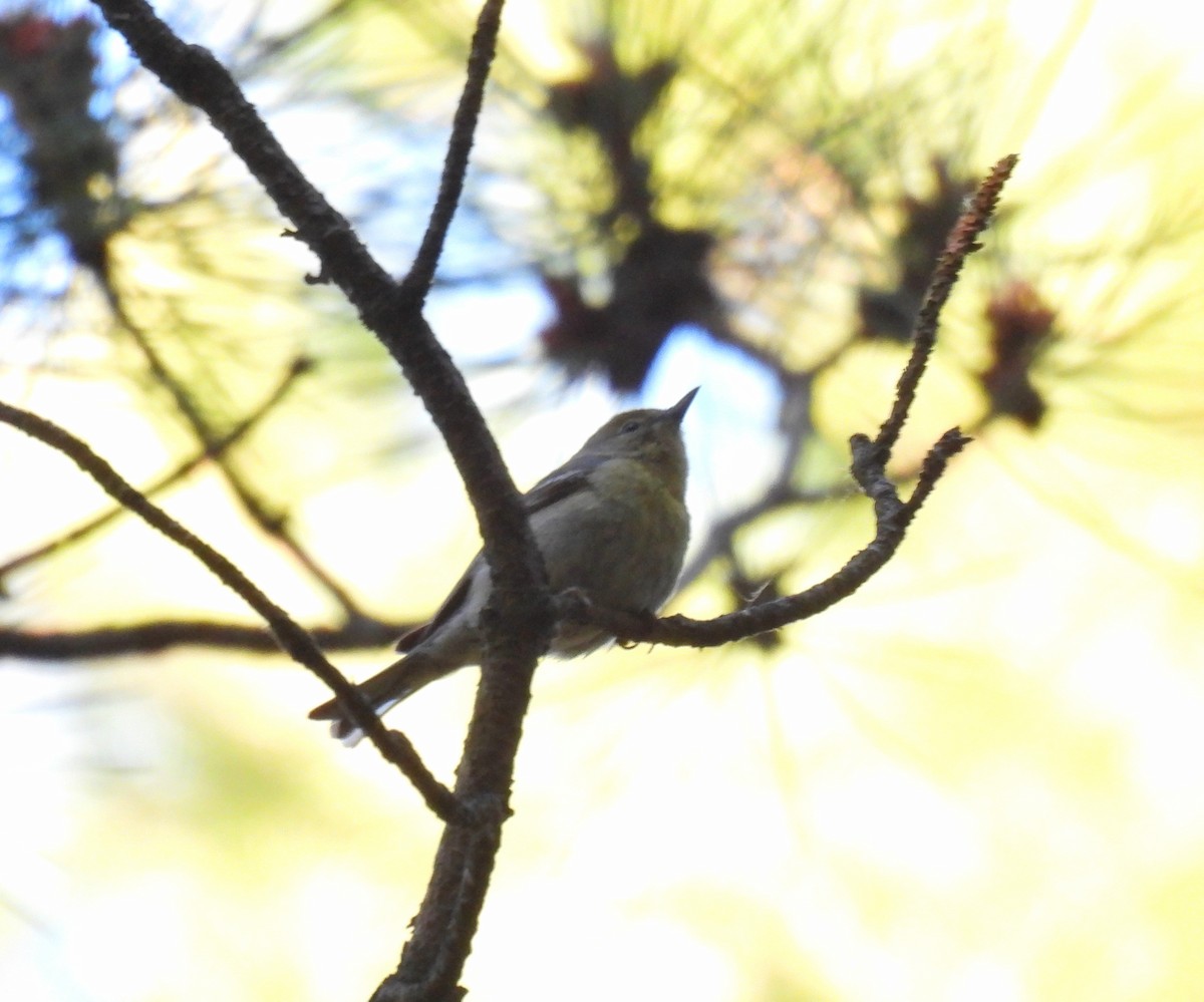 Pine Warbler - ML460716851