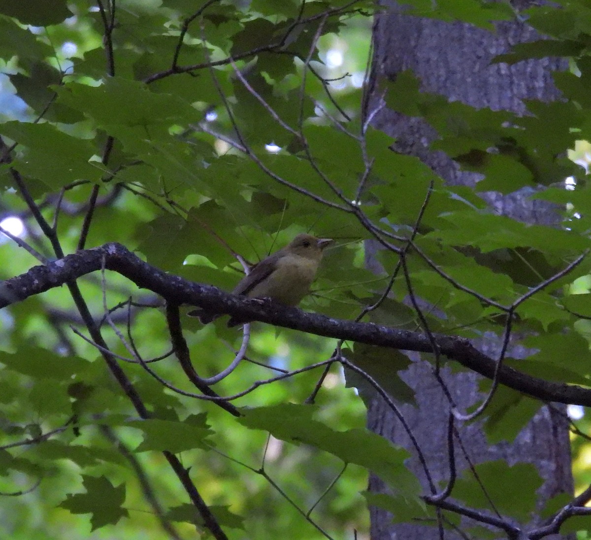Scarlet Tanager - ML460716891