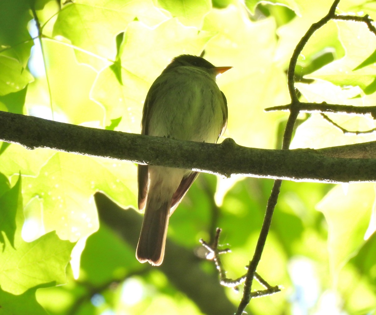 Eastern Wood-Pewee - ML460716951