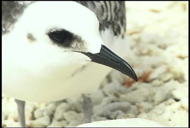 Gaviota Tijereta - ML460719