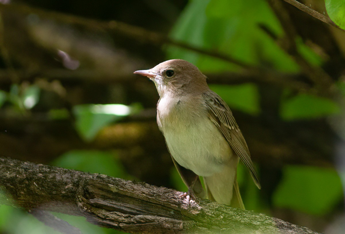 Common Nightingale - ML460719121