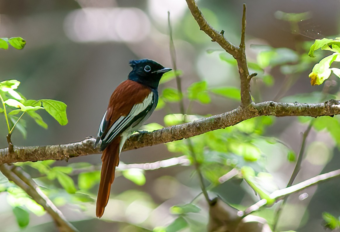 African Paradise-Flycatcher - ML460719181