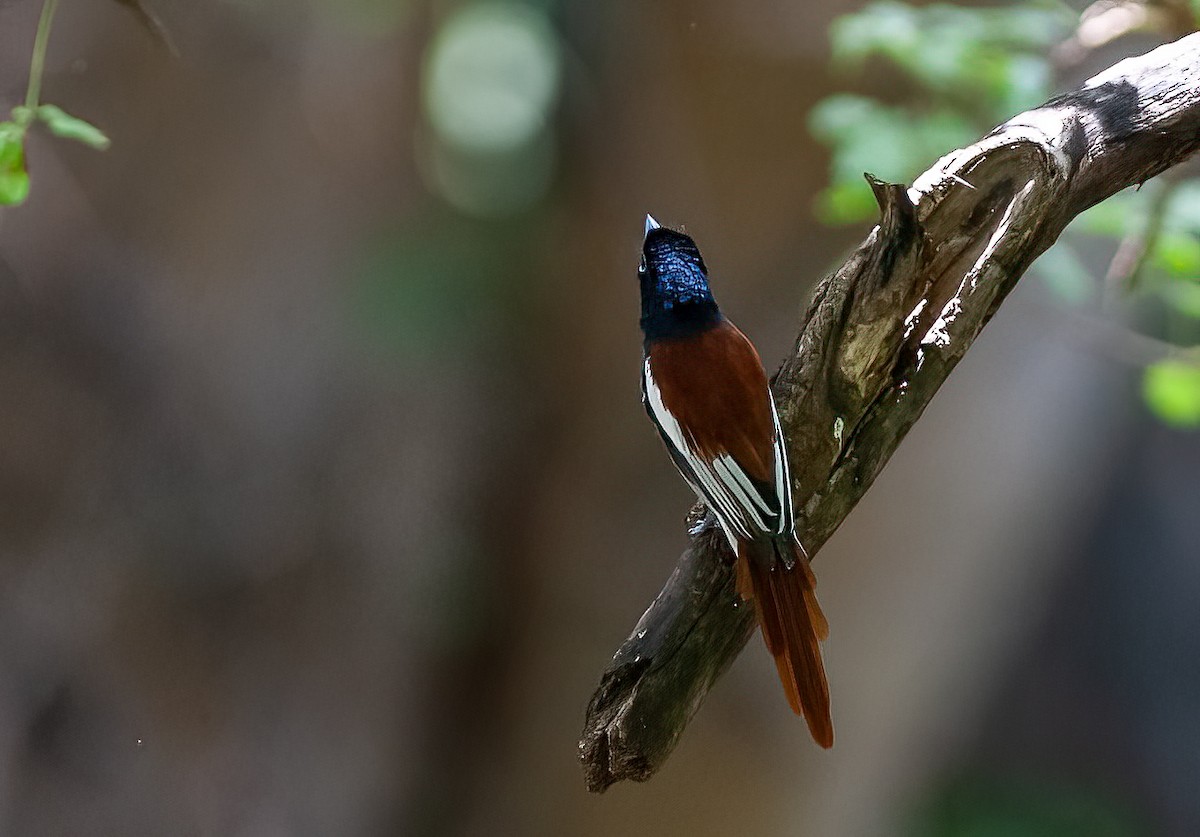 African Paradise-Flycatcher - ML460719191