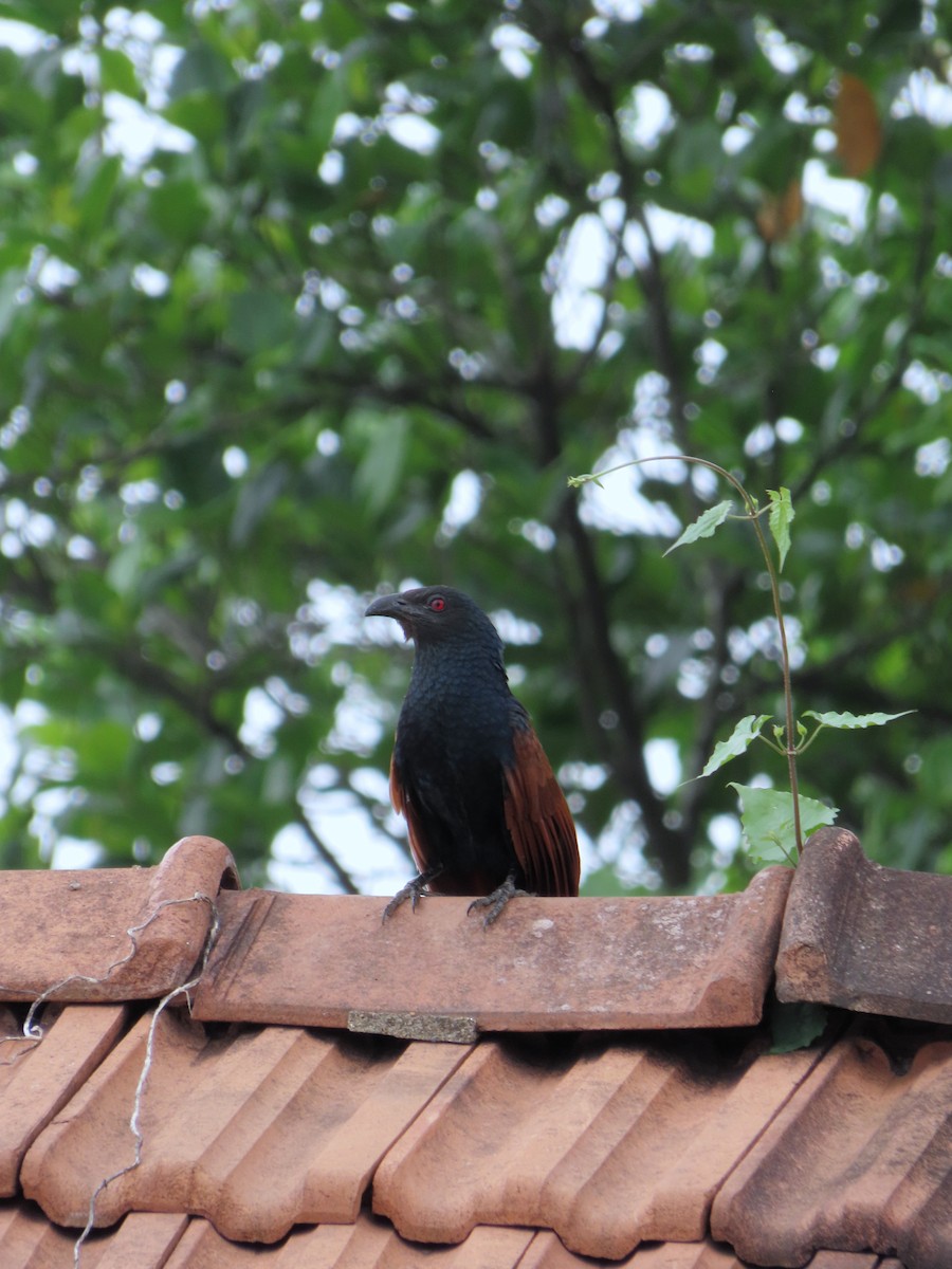 Grand Coucal - ML460719811