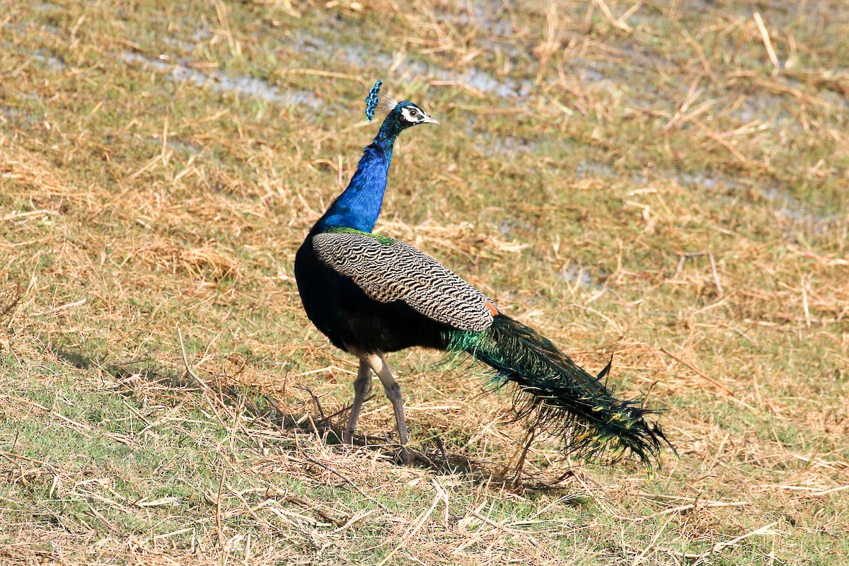 Indian Peafowl - Michael Weaver