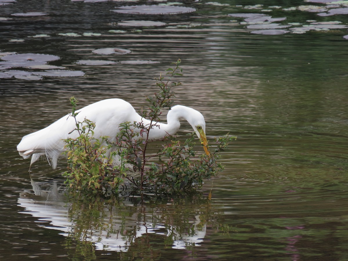 Grande Aigrette - ML460719931