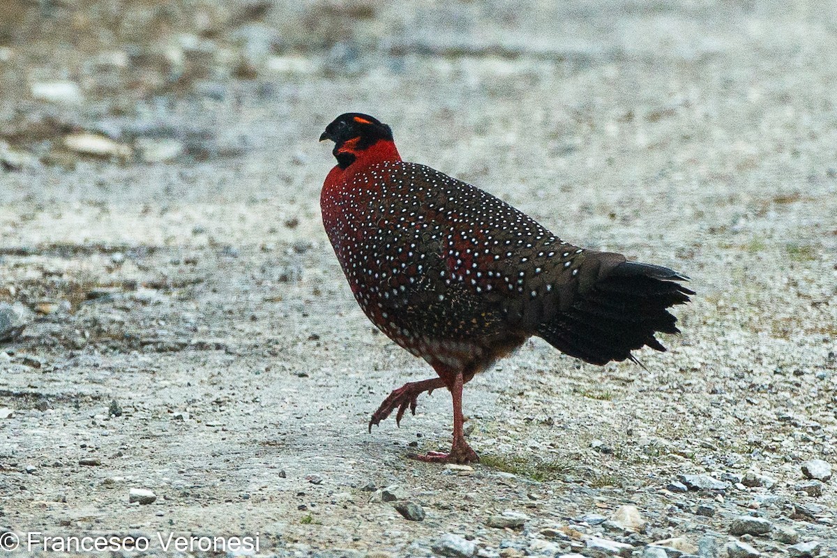 Satyr Tragopan - Francesco Veronesi